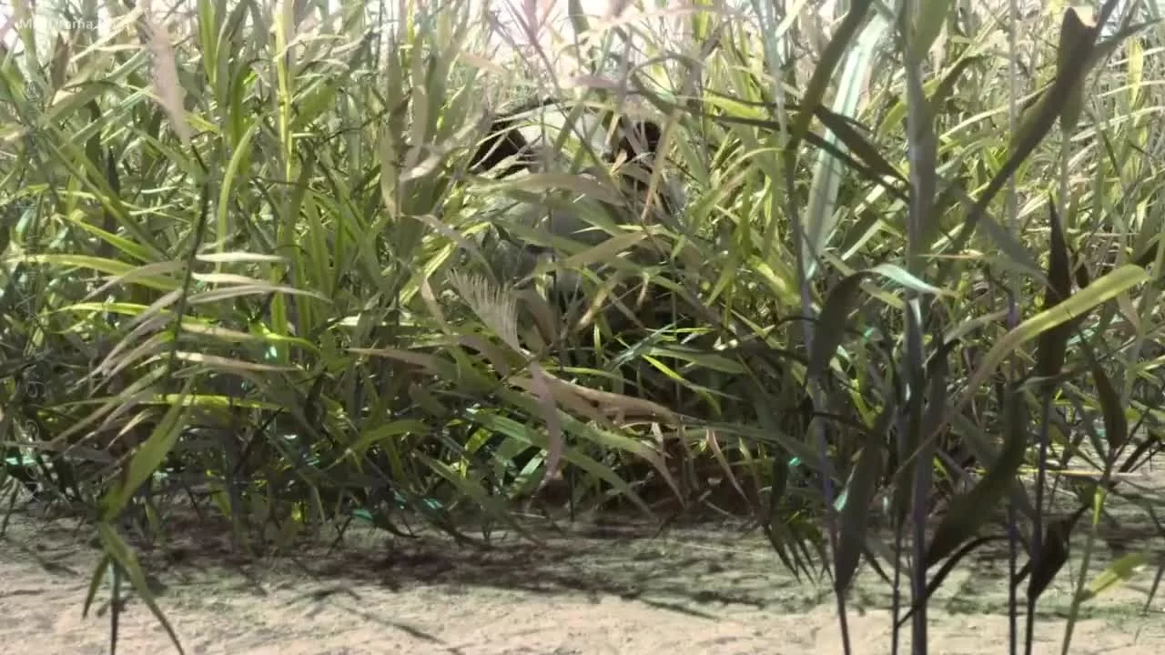 Путь меча среди снегов (2021) 22 серия